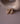 Cowrie studs